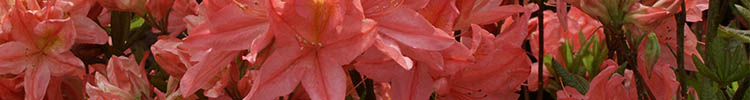 Rhododendron Mollis