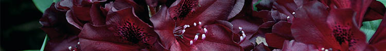 Rhododendron Hybriden<br />Nieuwe variëteiten
